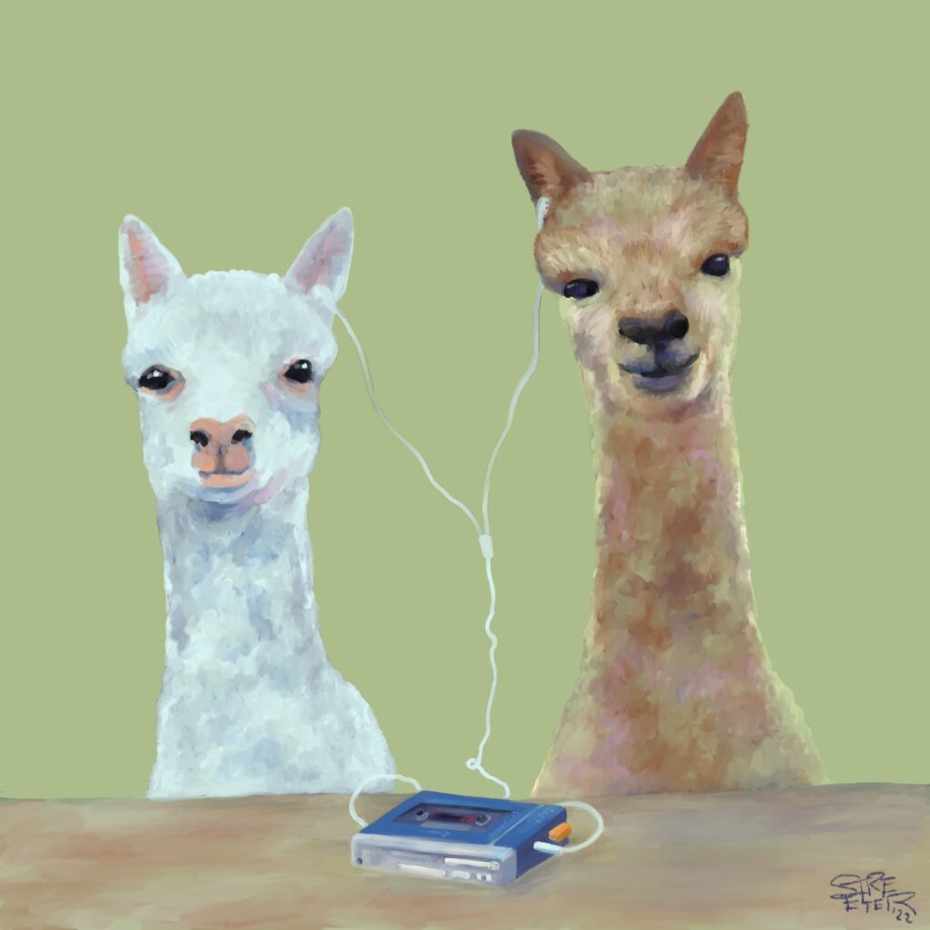 Two alpacas sharing a Sony Cassette Walkman